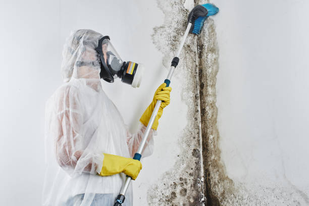 Best Environmental Consulting for Mold Prevention in Swoyersville, PA